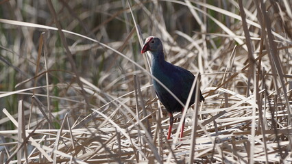 Western swamphen (Porphyrio porphyrio) in natural wild habitat in the reeds, captured in Azerbaijan, Caspian Sea