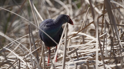 Western swamphen (Porphyrio porphyrio) in natural wild habitat in the reeds, captured in Azerbaijan, Caspian Sea