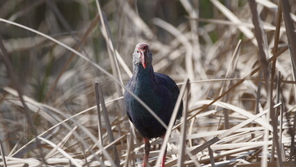 Western swamphen (Porphyrio porphyrio) in natural wild habitat in the reeds, captured in Azerbaijan, Caspian Sea