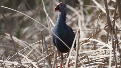 Western swamphen (Porphyrio porphyrio) in natural wild habitat in the reeds, captured in Azerbaijan, Caspian Sea