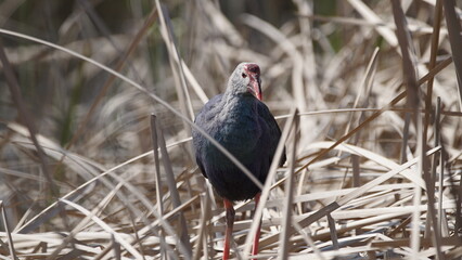Western swamphen (Porphyrio porphyrio) in natural wild habitat in the reeds, captured in Azerbaijan, Caspian Sea