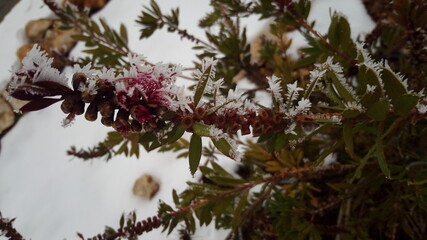 Planta totalmente congelada. Cristales de hielo