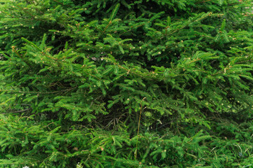 Fototapeta na wymiar background of green spruce branches close up