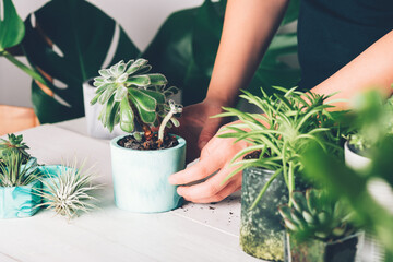 Woman is planting succulent plant in the new marbled color planter, turquoise blue or green mint color, the process of creation of the indoor garden