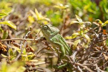 chameleon on branches and trees