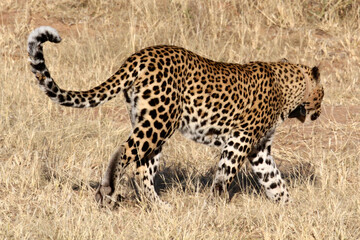 Leopard walking on the African planes with it's tail up