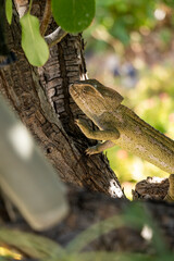 chameleon on branches and trees