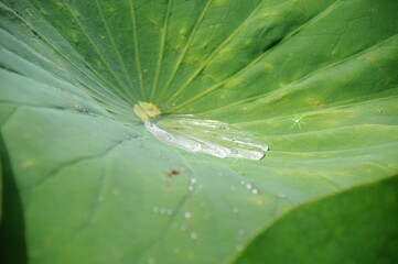 goutte d'eau sur lotus
a drop of water on a lotus leaf