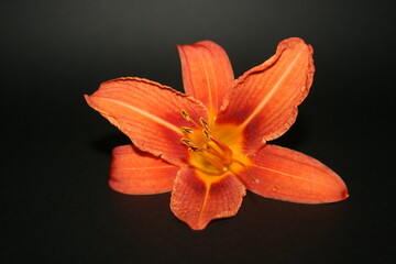 Fototapeta premium orange lilies on the yellow background