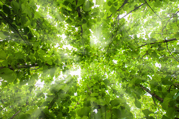Forest trees. nature green wood, sunlight backgrounds.