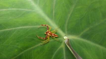 spider on a leaf