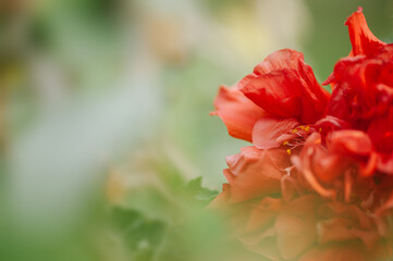 Red Flower bloom on background of blurry.