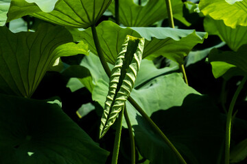Beautiful Lotus green leaf in the pond.