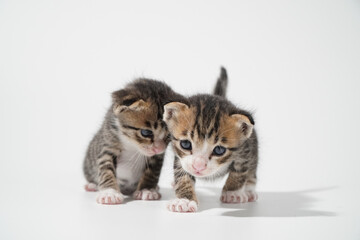 Tabby Cat kitten posing on white background tiger marble stripe