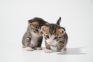 Obraz premium Tabby Cat kitten posing on white background tiger marble stripe