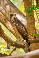 Crested Hawk Eagle, Changeable Hawk Eagle, Nisaetu cirrhatus, Kaudulla National Park, Sri Lanka, Asia