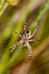 Spider, Guadarrama National Park, Segovia, Castile and Leon, Spain, Europe
