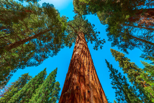 Sequoia forest of Sequoia and Kings Canyon National Parks in California, United States of America. Sequoiadendron giganteum tree species. © bennymarty
