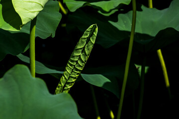 Beautiful Lotus green leaf in the pond.