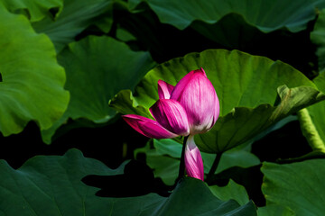 Beautiful pink Lotus flower between the lotus forest in the pond.