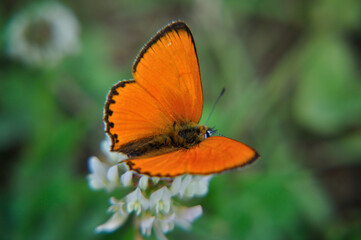 Lycaena