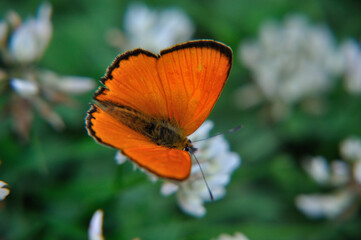 Lycaena