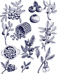 Blueberry vector drawing. Isolated berry branch sketch on white background. Summer fruit engraved style illustration. Detailed hand drawn vegetarian food. Great for label, poster, print © Elena Mykhailenko