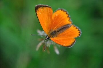 Lycaena