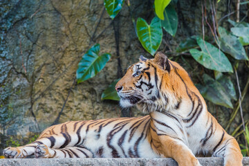 Indochinese Tiger resting on a stone bridge in front of waterfall