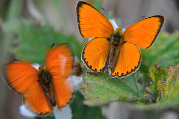 Lycaena