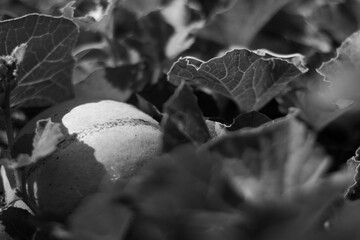 black and white melon leaf dark field