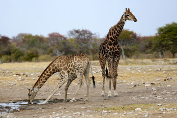A pair of Giraffes at the waterhole, one drinking