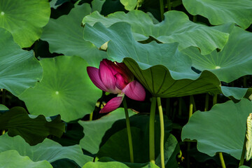 Beautiful pink Lotus flower between the lotus forest in the pond.