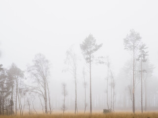 Slender Trees n The Mist