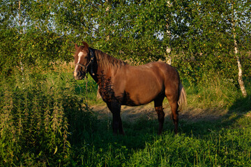 Fototapeta premium brown horse on green grass