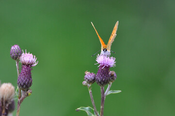 Lycaena