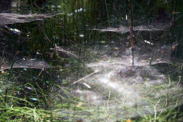 Pine horsetail forest covered by spider webs. Karakansky Bor, Siberia, Russia.