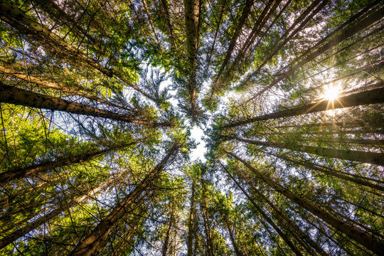 Low angle view of trees in the forest, natural background