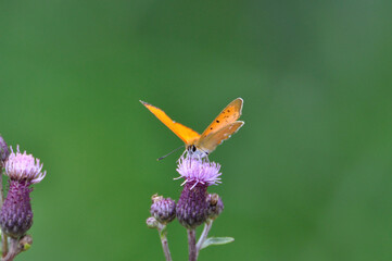 Lycaena