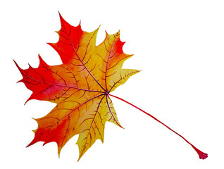 Maple leaf on a white background