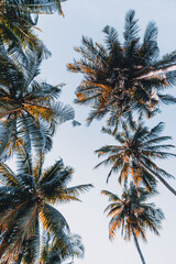 Fototapeta na wymiar Coconut trees in the paradise island of Koh Phangan, Thailand 