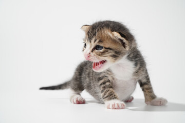 Tabby Cat kitten posing on white background tiger marble stripe