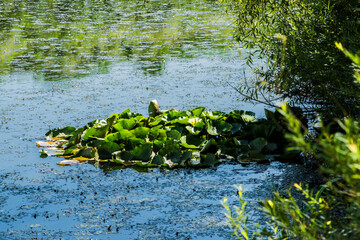 Beautiful Lotus green leaf in the pond.