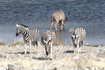 Fototapeta na wymiar A male Kudu and three Zebra at the waterhole