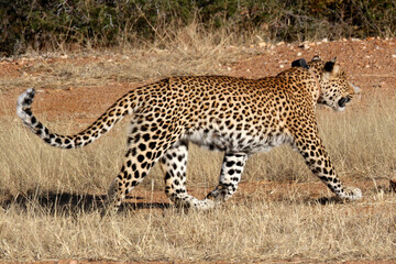 Fototapeta premium Leopard trotting on the African plains