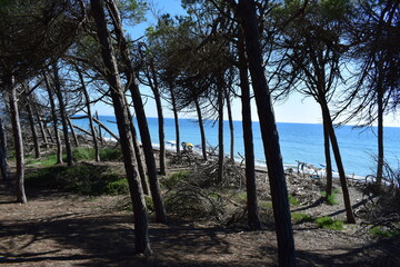 Pine forest near the beach with sea a sunny summer day in Marina di Cecina (Cecina Mare), Pinewood located in Tuscany, Italy