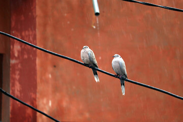 Tow Eurasian Collared Dove sitting and enjoying rain
