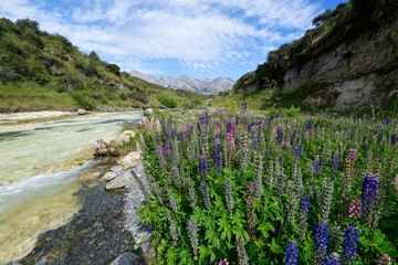 Lupine Wildflowers in the Cave Stream Scenic Reserve, New Zealand