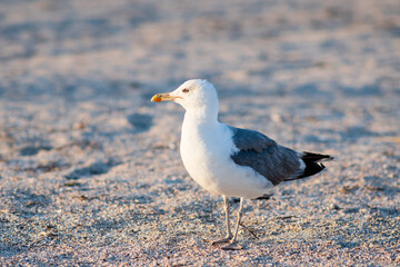 Seagull on the background of the sea. Seagull close-up. Sea bird.