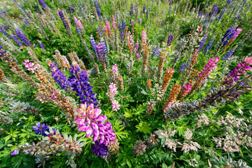 Lupine Wildflowers in the Cave Stream Scenic Reserve, New Zealand